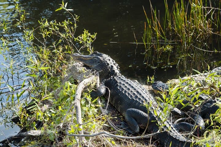 Everglades Self-Guided Driving Tour: GPS Audio Guide from Ernest F. Coe photo 4