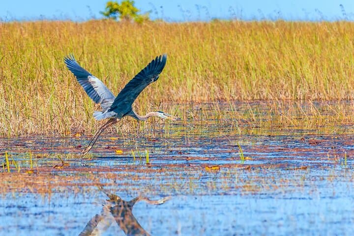 Everglades Self-Guided Driving Tour: GPS Audio Guide from Ernest F. Coe photo 6