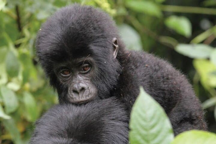 3-Day Gorilla Trekking & Lake Bunyonyi Adventure — Bwindi Mountain Gorillas and Canoe Escape photo 3
