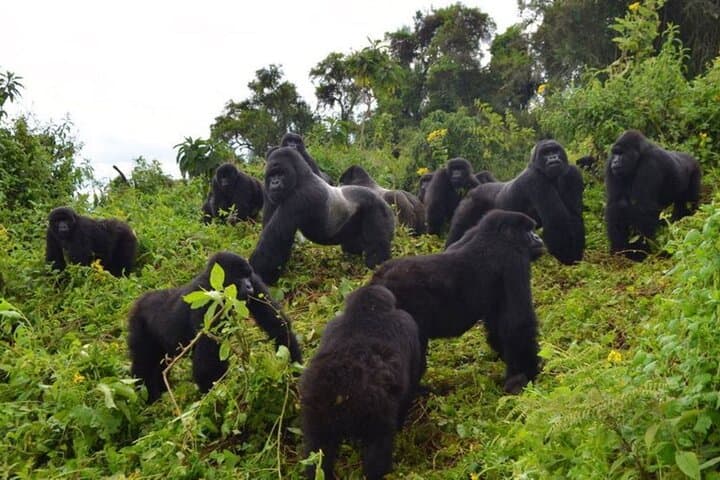 3-Day Gorilla Trekking & Lake Bunyonyi Adventure — Bwindi Mountain Gorillas and Canoe Escape photo 2