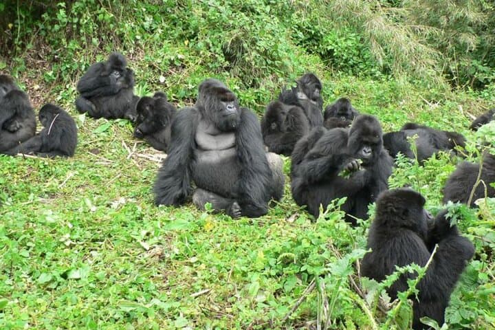 3-Day Gorilla Trekking & Lake Bunyonyi Adventure — Bwindi Mountain Gorillas and Canoe Escape photo 4