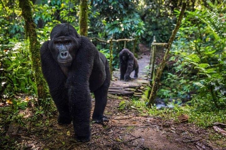 3-Day Gorilla Trekking & Lake Bunyonyi Adventure — Bwindi Mountain Gorillas and Canoe Escape