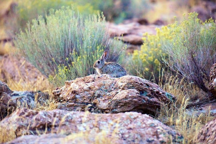 Antelope Island Sunset Wildlife Expedition: Great Salt Lake Tour photo 3