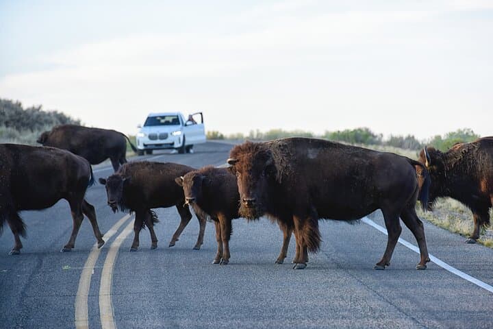 Antelope Island Sunset Wildlife Expedition: Great Salt Lake Tour photo 2