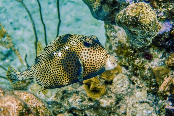 Cozumel Reef Snorkeling Tour: El Cielo, Palancar, Chankanaab & Paradise Reefs photo 6