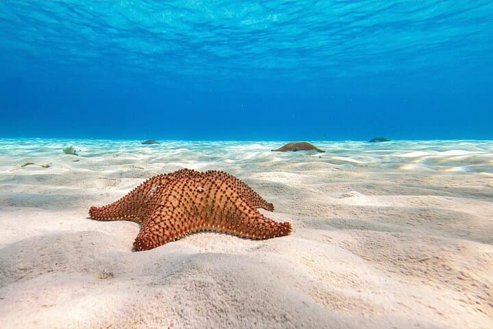 Cozumel Reef Snorkeling Tour: El Cielo, Palancar, Chankanaab & Paradise Reefs photo 3