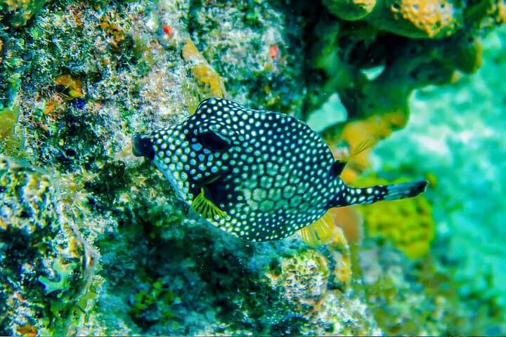 Cozumel Reef Snorkeling Tour: El Cielo, Palancar, Chankanaab & Paradise Reefs photo 4