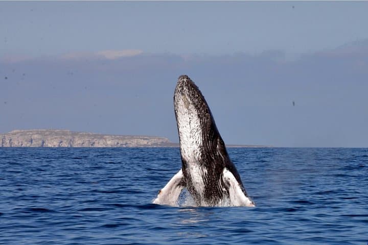 Punta Mita Humpback Whale Courtship Cruise — Private 2.5-Hour Wildlife Tour photo 5