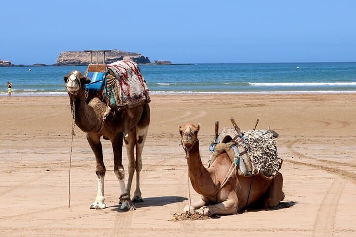 Essaouira Day Trip from Marrakech — Argan Co-ops, Medina Strolls & Atlantic Beaches photo 2