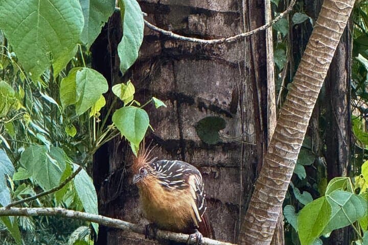 2-Day Manu National Park Tour: Explore Peru's Amazon Biosphere photo 3