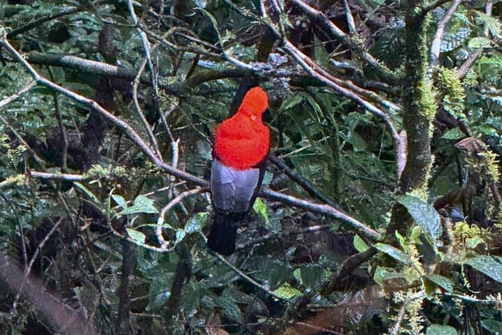 2-Day Manu National Park Tour: Explore Peru's Amazon Biosphere photo 6