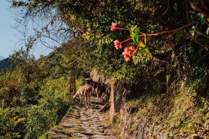 Inca Trail Express: One-Day Hike to Machu Picchu Through the Sun Gate photo 5