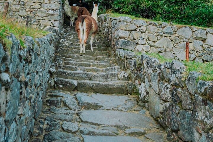 Inca Trail Express: One-Day Hike to Machu Picchu Through the Sun Gate photo 6