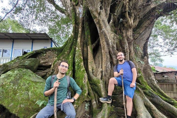Sapa Trek: Ancient Banyan Tree, Bamboo Trails & Village Homestay