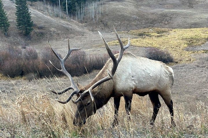 Winter Wildlife Safari: Lamar Valley & Slough Creek from Big Sky photo 2