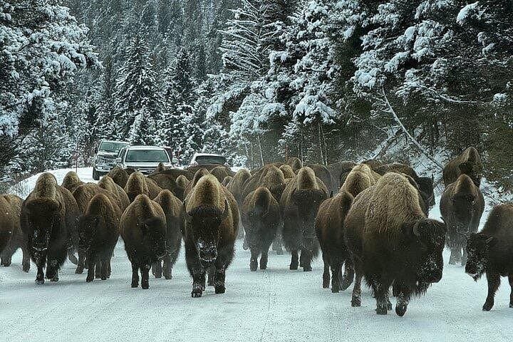 Winter Wildlife Safari: Lamar Valley & Slough Creek from Big Sky photo 1