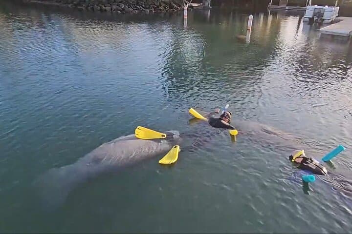 Swim with Crystal River Manatees: Heated Small-Group Snorkel Tour with Free Photos photo 5