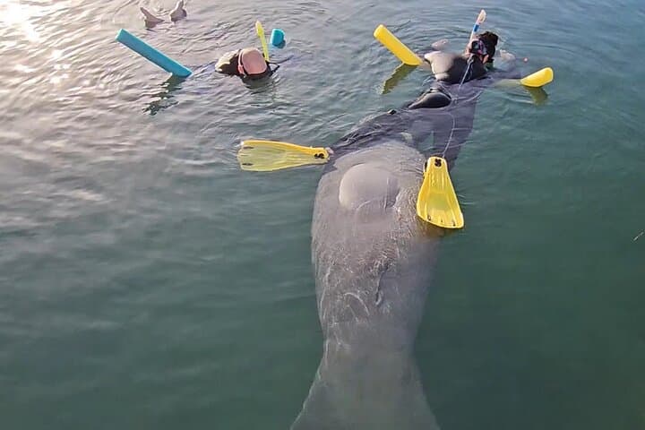 Swim with Crystal River Manatees: Heated Small-Group Snorkel Tour with Free Photos photo 6