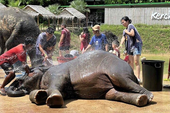 Ethical Half-Day at Phuket Elephant Sanctuary — Feed, Learn, No Riding photo 4