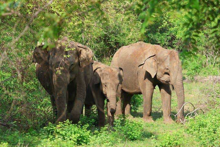 Galle to Ella Shuttle and Yala Block 5 Safari with Breakfast photo 4
