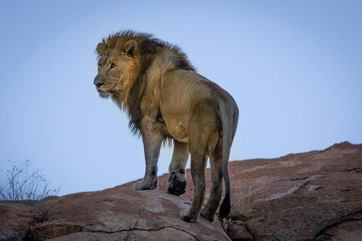 3-Day Serengeti and Ngorongoro Safari Adventure: Big Five & Great Migration photo 2