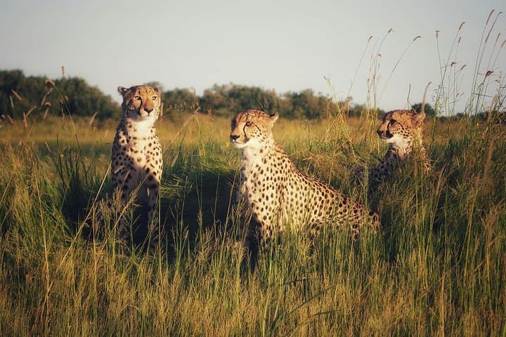 3-Day Serengeti and Ngorongoro Safari Adventure: Big Five & Great Migration photo 3