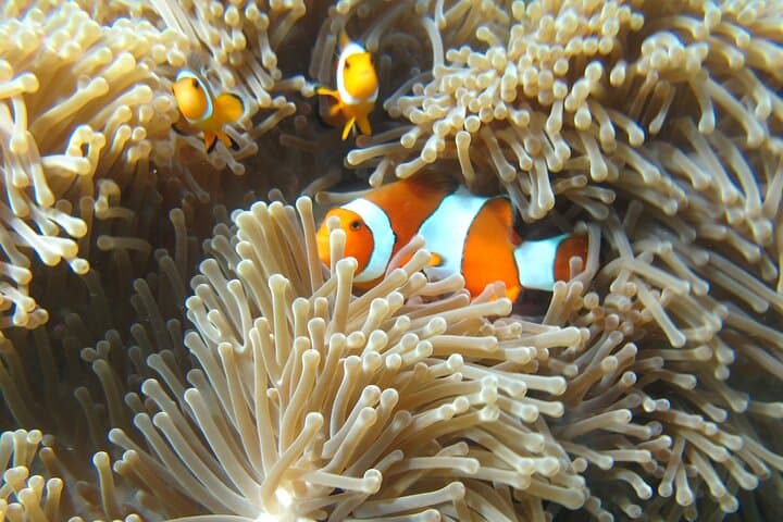 Similan Islands Sawanu Speed Catamaran: Fast Snorkel Tour from Phuket photo 6