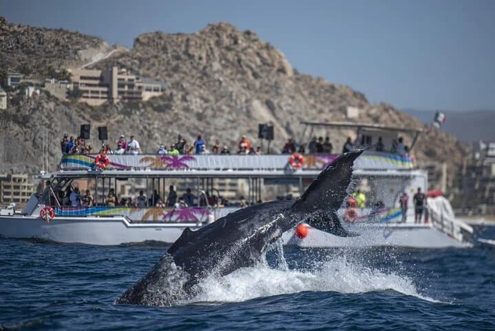 Cabo San Lucas Whale Watching Cruise: Breakfast, Open Bar & Land's End Views