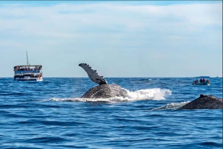 Cabo San Lucas Whale Watching Cruise: Breakfast, Open Bar & Land's End Views photo 6