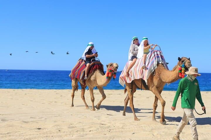 Pick 2 Adventure Combo in Cabo: ATV, RZR, Horseback & Snorkel