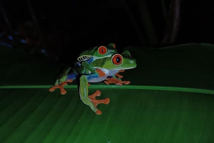 Tortuguero Night Walk with Local Guides — Rainforest Wildlife After Dark photo 2