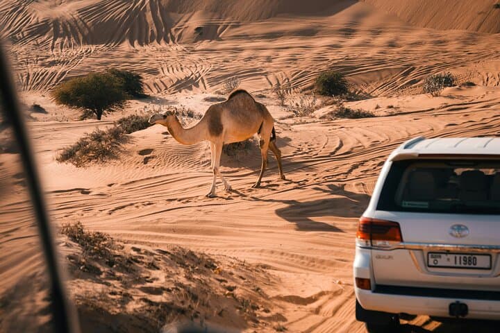 VIP Dubai Desert Safari with Sandboarding, Camel Ride & BBQ Dinner photo 2