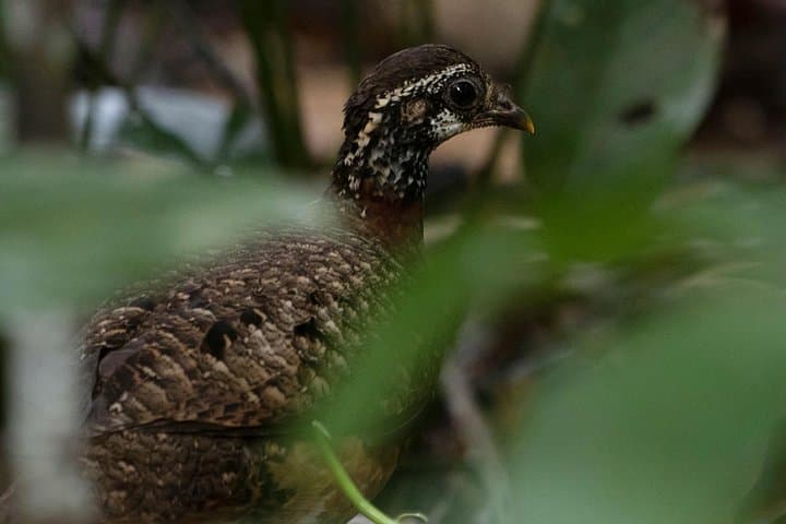Kinabatangan River Wild Cruise: Sunrise, Sunset & Night Wildlife Tours photo 2