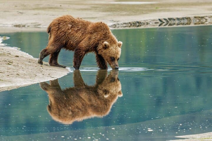 Chinitna Bay Bear Viewing Flight: Private Bush Plane Tour from Talkeetna photo 2