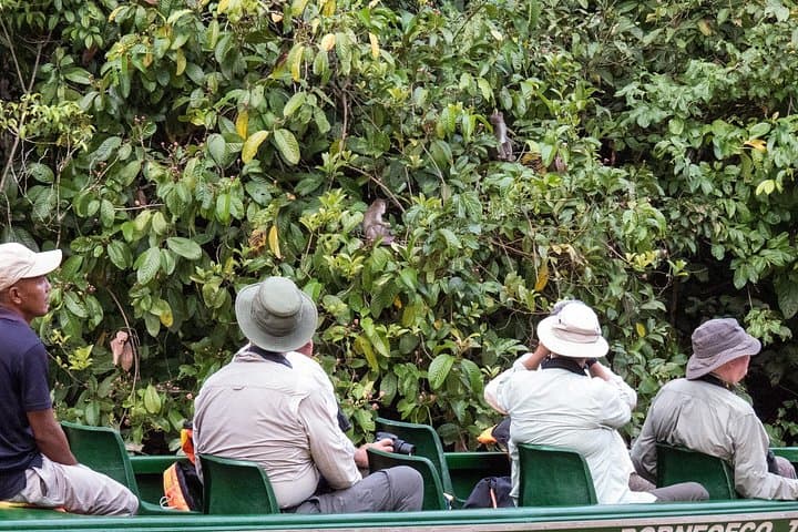 Kinabatangan River Wild Cruise: Sunrise, Sunset & Night Wildlife Tours photo 3