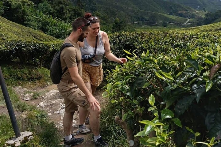 One-Day Cameron Highlands Tour from Ipoh: Tea Plantations, Farms & Waterfalls