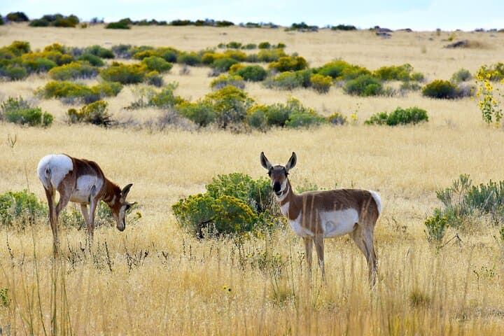Antelope Island Sunset Wildlife Expedition: Great Salt Lake Tour photo 4