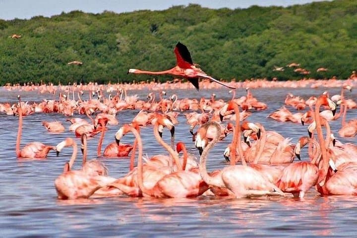 Explore Las Coloradas Pink Lakes: Flamingos, Salt Ponds & Yucatán Wildlife photo 2