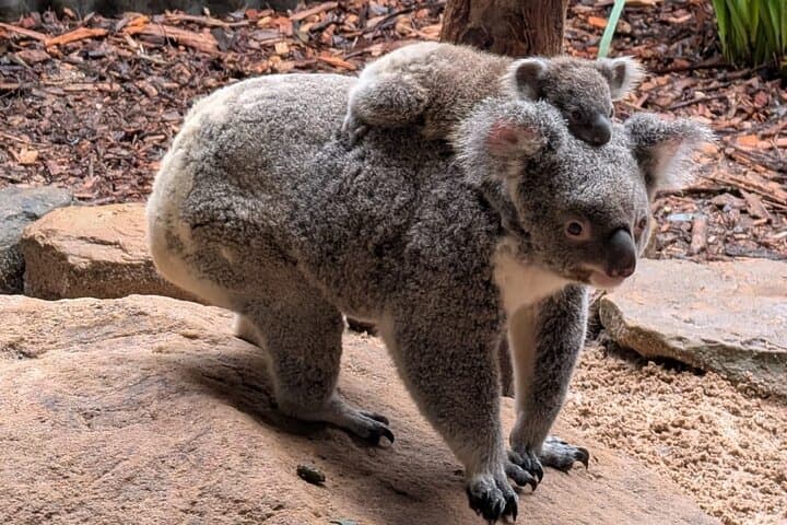 Blue Mountains Day Trip from Sydney: Three Sisters, Scenic World & Waterfalls photo 3