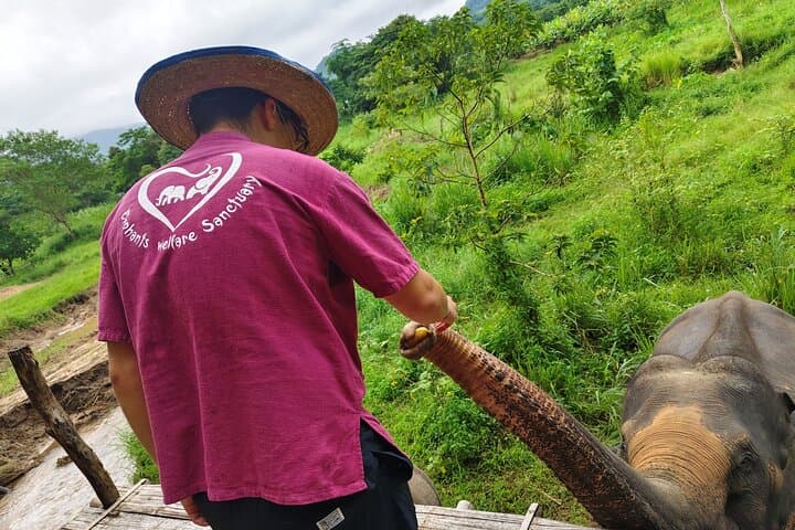 Chiang Mai Day Tour: Sticky Waterfall, Elephant Sanctuary & Wat Baan Den