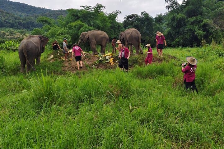 Chiang Mai Day Tour: Sticky Waterfall, Elephant Sanctuary & Wat Baan Den photo 2