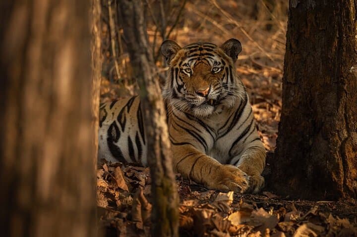 Ranthambore Tiger Safari: Wilderness Experience & Practical Jeep-Safari Guide photo 3