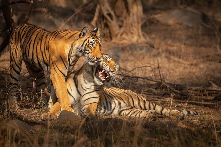 Ranthambore Tiger Safari: Wilderness Experience & Practical Jeep-Safari Guide photo 2