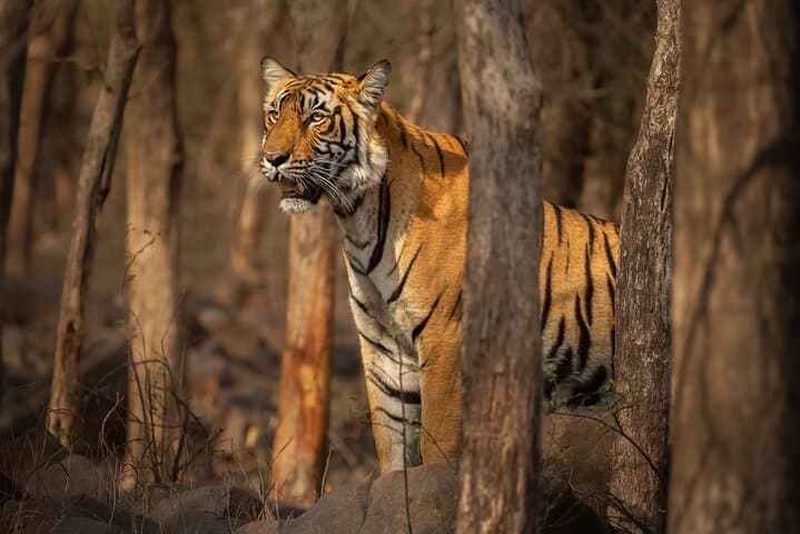 Ranthambore Tiger Safari: Wilderness Experience & Practical Jeep-Safari Guide photo 6