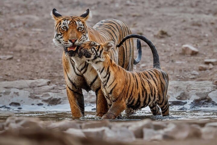 Ranthambore Tiger Safari: Wilderness Experience & Practical Jeep-Safari Guide photo 4