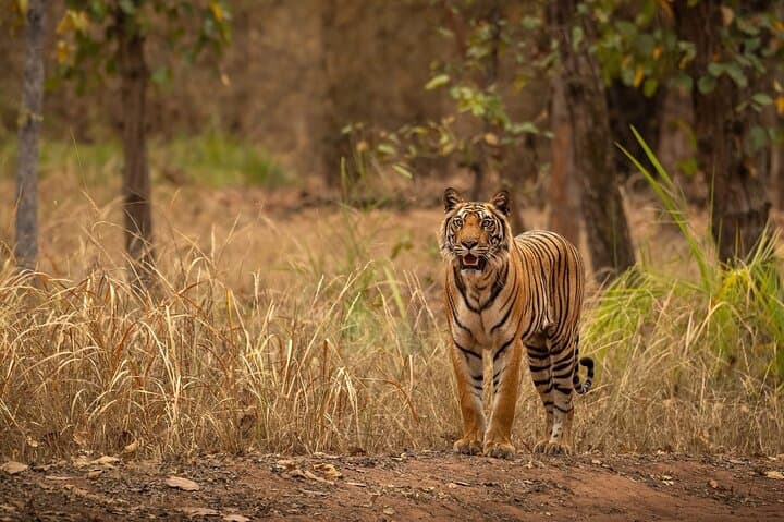 Ranthambore Tiger Safari: Wilderness Experience & Practical Jeep-Safari Guide photo 5