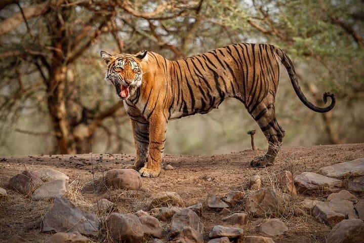 Ranthambore Tiger Safari: Wilderness Experience & Practical Jeep-Safari Guide