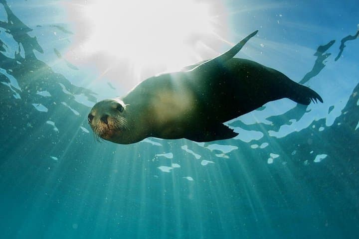 Snorkel the African Sea Forest: Private Guided Kelp Safari from Simon's Town photo 5