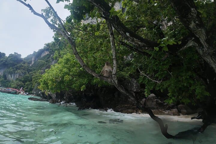 Phi Phi Islands Speedboat Day Trip from Phuket — Maya Bay, Snorkel & Khai Islands photo 4