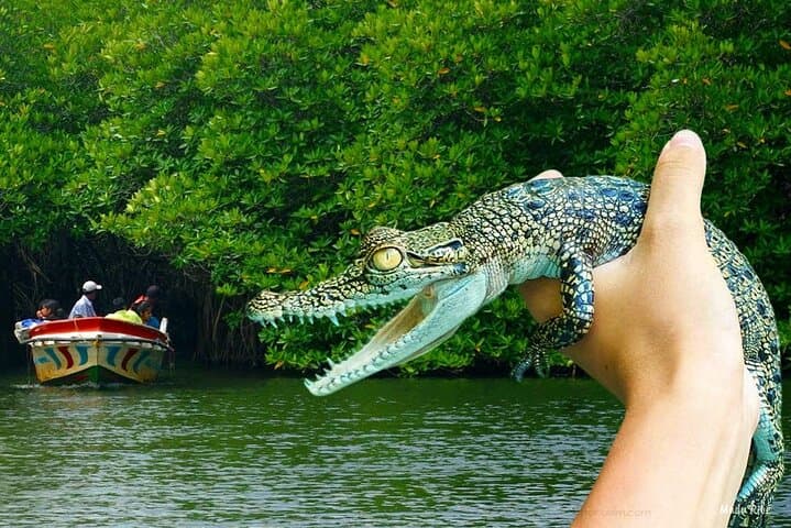 Galle & South Coast Day Tour: Madu River, Turtle Hatchery & Beaches photo 5